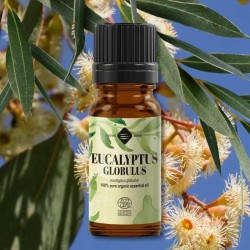 Eucalyptus Globulus Essential Oil 10 ml