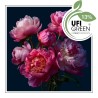 Peony Queen Fragrance Oil