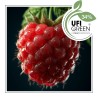 Raspberry aroomiõli