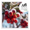 Winter Cranberry Fragrance Oil