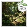 Green Heaven fragrance oil