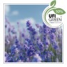 Lavender aroomiõli